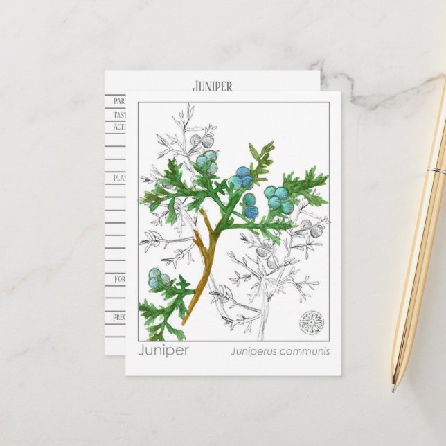 Cartão Postal Estudo Herbal Juniper Materia Medica Monograph (Frente/Verso In Situ)