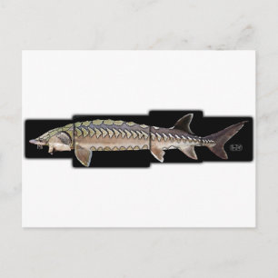 Cartão Postal Esturjão Atlântico - Acipenser oxyrinchus