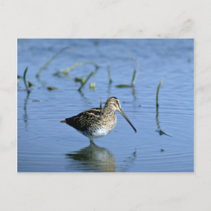 Cartão Postal Etíope Snipe