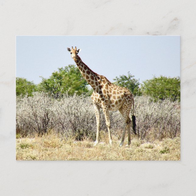 Cartão Postal etosha girafa (Frente)
