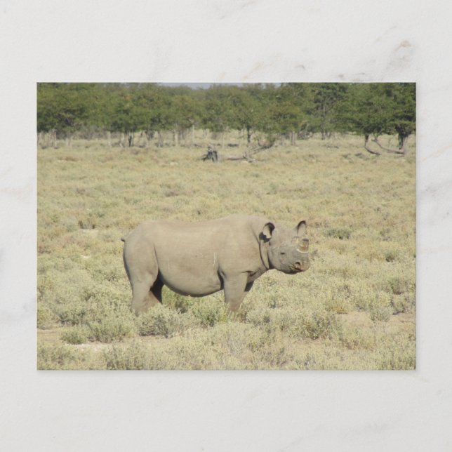 Cartão Postal etosha rhinoceros (Frente)