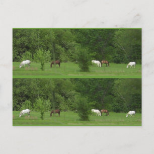 Cartão Postal Eu Adoro Cavalos! Marcadores - Personalizar!