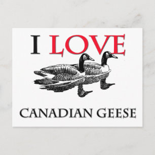 Cartão Postal Eu adoro gansos canadenses