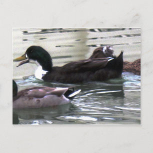 Cartão Postal Eu adoro Patos