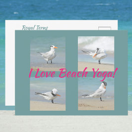 Cartão Postal Eu Adoro Praia Yoga Royal Terns Possuindo Fotograf