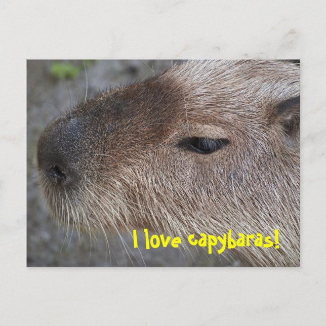 Cartão Postal Eu amo capivaras (Frente)
