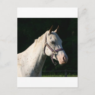CARTÃO POSTAL EU AMO CAVALOS