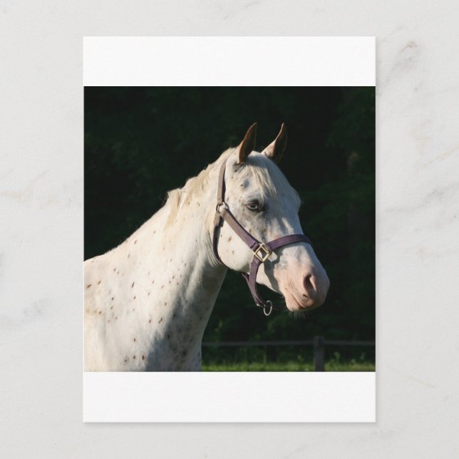 CARTÃO POSTAL EU AMO CAVALOS (Frente)