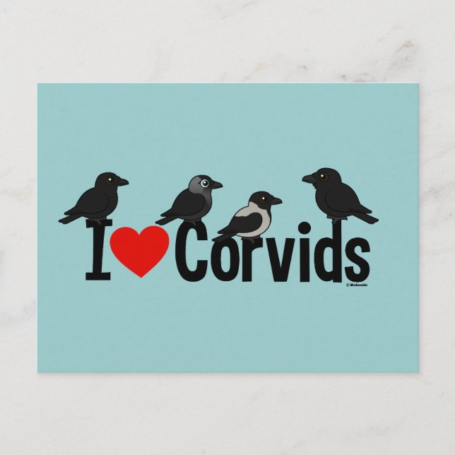 Cartão Postal Eu Amo Corvids (Frente)