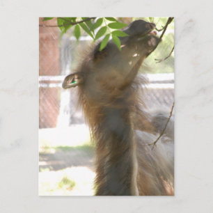 Cartão Postal Eu Amo Llamas