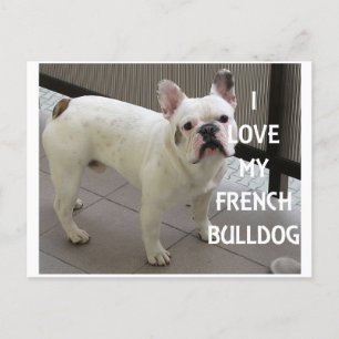 Cartão Postal Eu Amo Meu Buldogue Francês