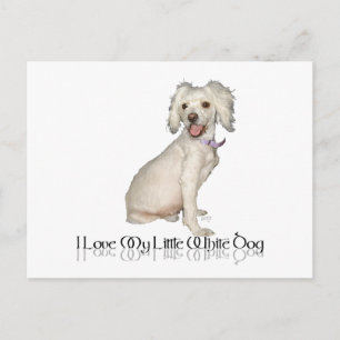 Cartão Postal Eu Amo Meu Cachorrinho Branco - Poodle / Bichon Mi