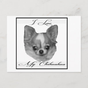 Cartão Postal Eu amo meu chihuahua