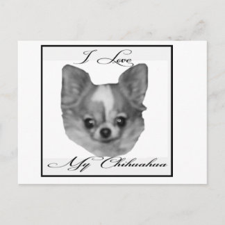 Cartão Postal Eu amo meu chihuahua