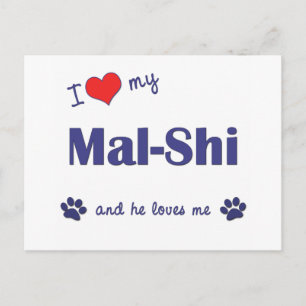 Cartão Postal Eu Amo Meu Mal-Shi (Cachorro Masculino)