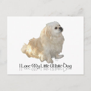Cartão Postal Eu Amo Meu Pequeno Cachorro Branco - Pekingese !