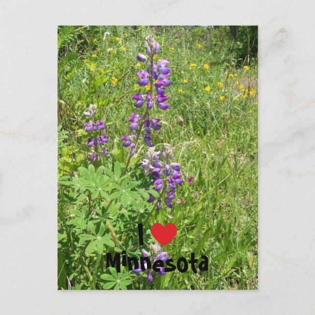 Cartão Postal Eu Amo Minnesota (Frente)