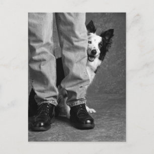 Cartão Postal Eu e a minha sombra - o cão Collie