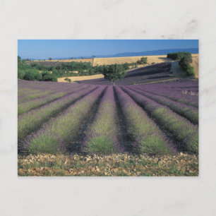 Cartão Postal EU, France, Provence, Lavender fields 2