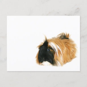 Cartão Postal Eu não sou uma tribble
