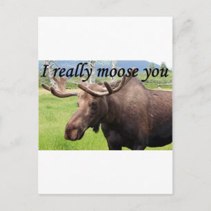 Cartão Postal Eu sinto muito a sua falta. Alaskan Moose