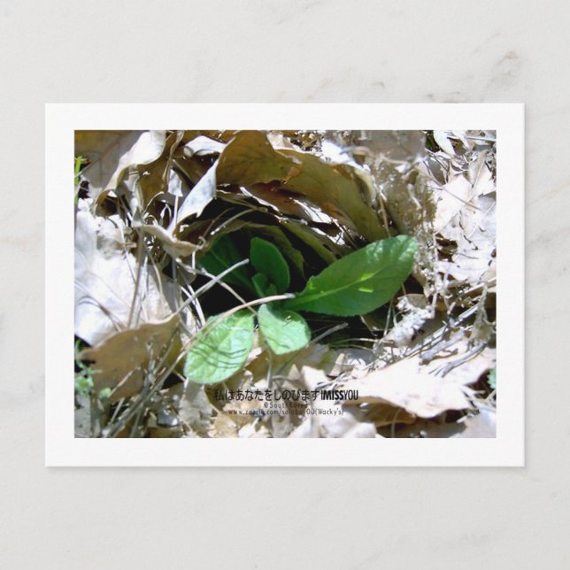 Cartão Postal Eu sinto sua falta (Coreia do Sul) (Frente)