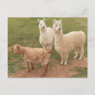 Cartão Postal Eu sou certo que VOCÊ TODO ESTÁ SORRINDO olhando