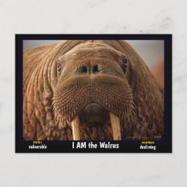 Cartão Postal Eu sou o Walrus, um animal ameaçado.