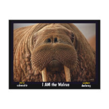 Eu sou o Walrus, um animal ameaçado.