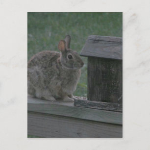 Cartão Postal Eu sou um Birdie