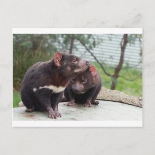 Cartão Postal Eu Sou um Pequeno Diabo