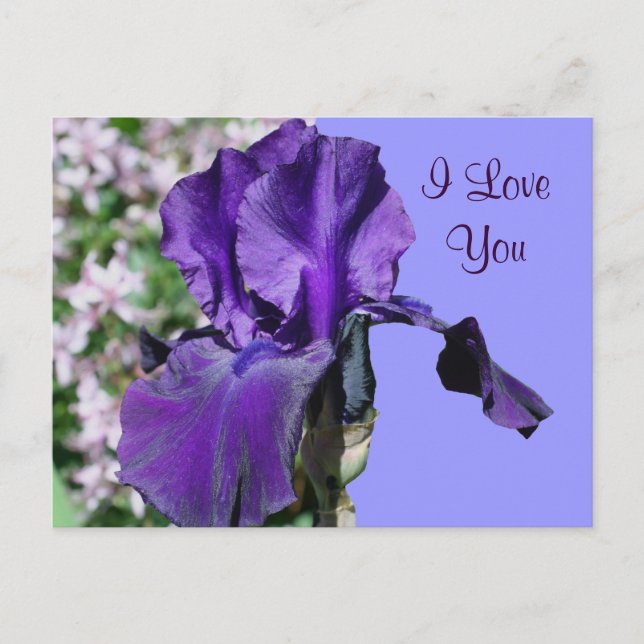 Cartão Postal Eu Te Amo Cartaz De Foto Da Flor Iris Roxo (Frente)