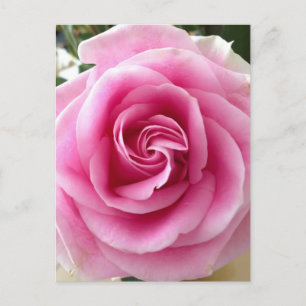Cartão Postal Eu Te Amo Rosa Rosa Rosa