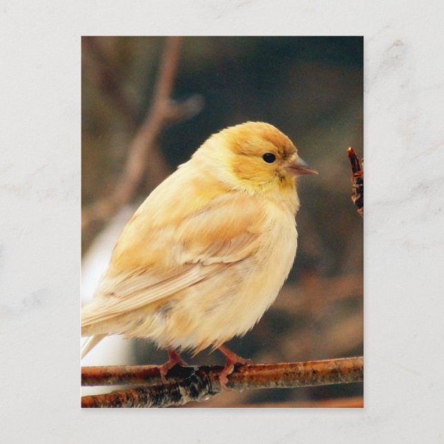 Cartão Postal Eu Vejo a Primavera (Frente)