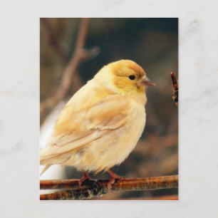 Cartão Postal Eu vejo Primavera