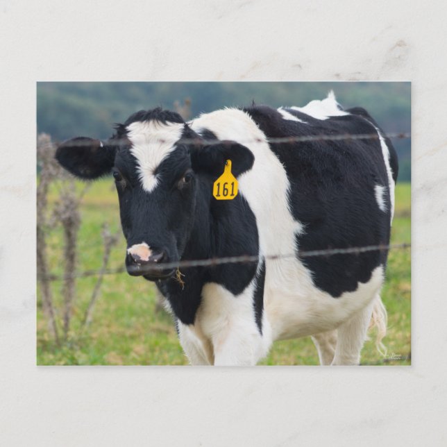 Cartão Postal Eu Vejo Você (Frente)