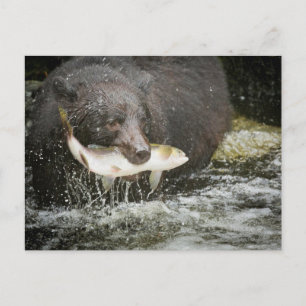 Cartão Postal EUA, Alasca, Anan Creek. Close-Up de Urso Preto