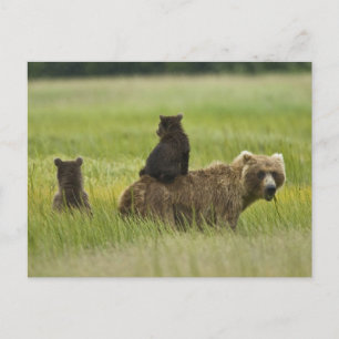 Cartão Postal EUA, Alasca, Lago Clark National Park