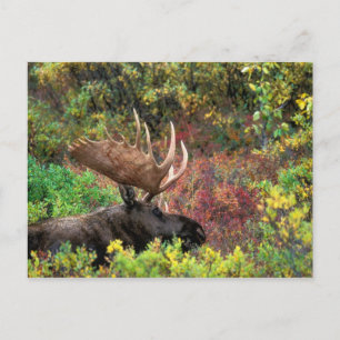 Cartão Postal EUA, Alasca, Parque Nacional Denali, Alce macho