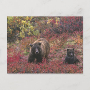 Cartão Postal EUA, Alasca, Parque Nacional Denali. Urso pardo