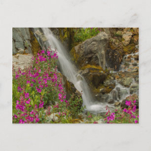Cartão Postal EUA, Alasca, Parque Nacional Glacier Bay. Fireweed
