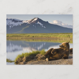 Cartão Postal EUA, Alasca, Parque Nacional Katmai, Bears Brown 2