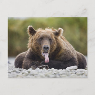Cartão Postal EUA, Alasca, Parque Nacional Katmai, Kukak Bay,