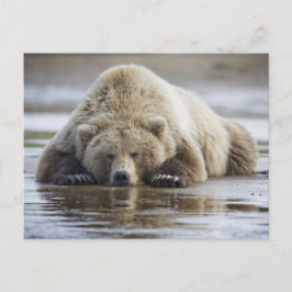 Cartão Postal EUA, Alasca, Parque Nacional Katmai, Urso Pardo