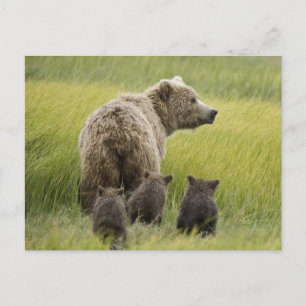 Cartão Postal EUA, Alasca, Parque Nacional Lake Clark. Urso-pard
