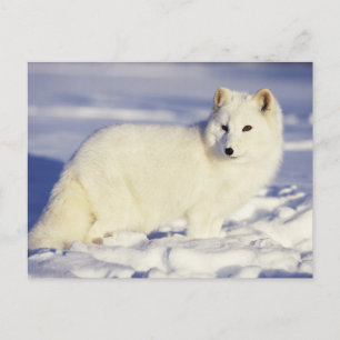 Cartão Postal EUA, Alasca. Raposa árctica na casaco de inverno