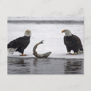 Cartão Postal EUA, Alasca, Reserva de Águia Careca Chilkat. Par