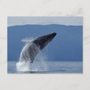 Cartão Postal EUA, Alaska, Angoon, Baleia-jubarte (Megaptera)