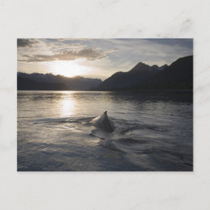 Cartão Postal EUA, Alaska, Glacier Bay National Park,