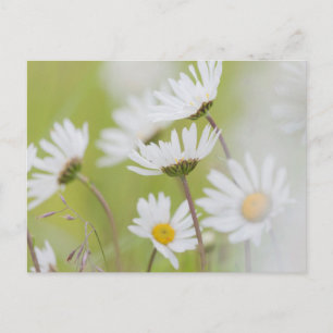 Cartão Postal EUA, Alaska, Glacier Bay National Park